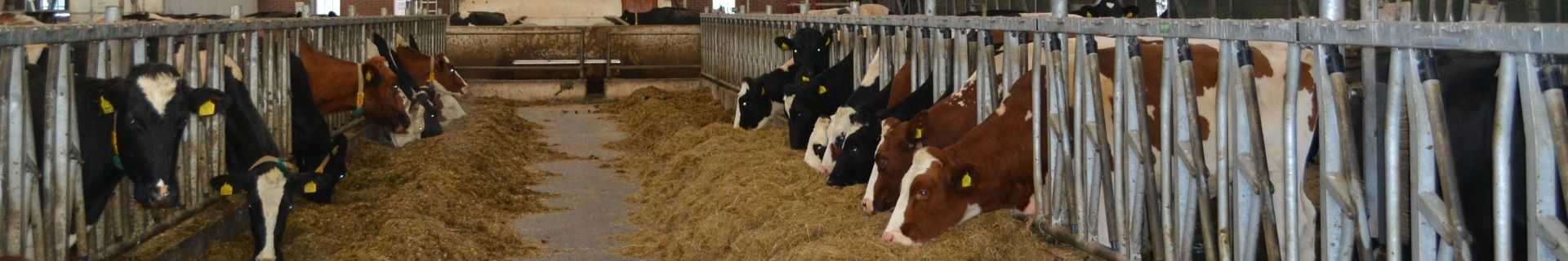 Landwirt im Bild: Familie Mulder Lippenhuizen (NL)