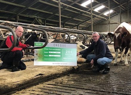 Spinder waterbeds for dairy cows