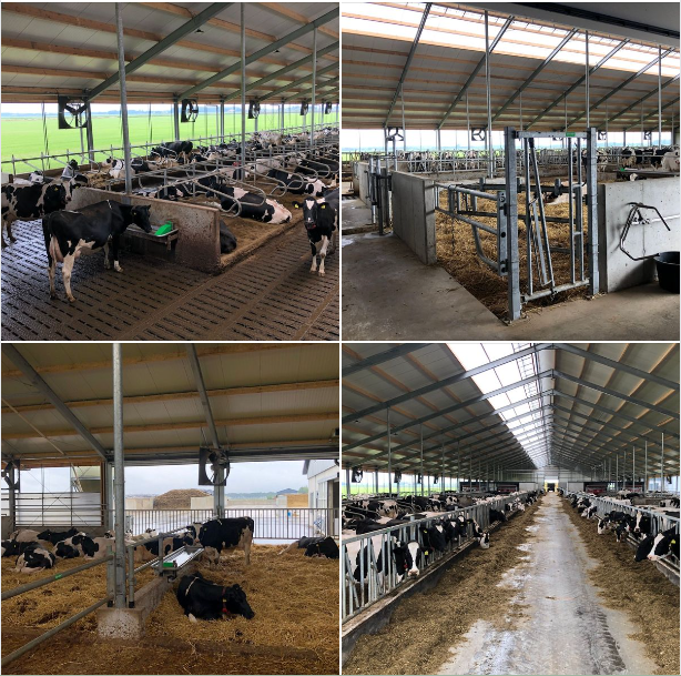 Spinder Dairy Housing Concepts