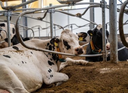 Gezondheid melkvee verbeteren en levensduur melkvee verlengen