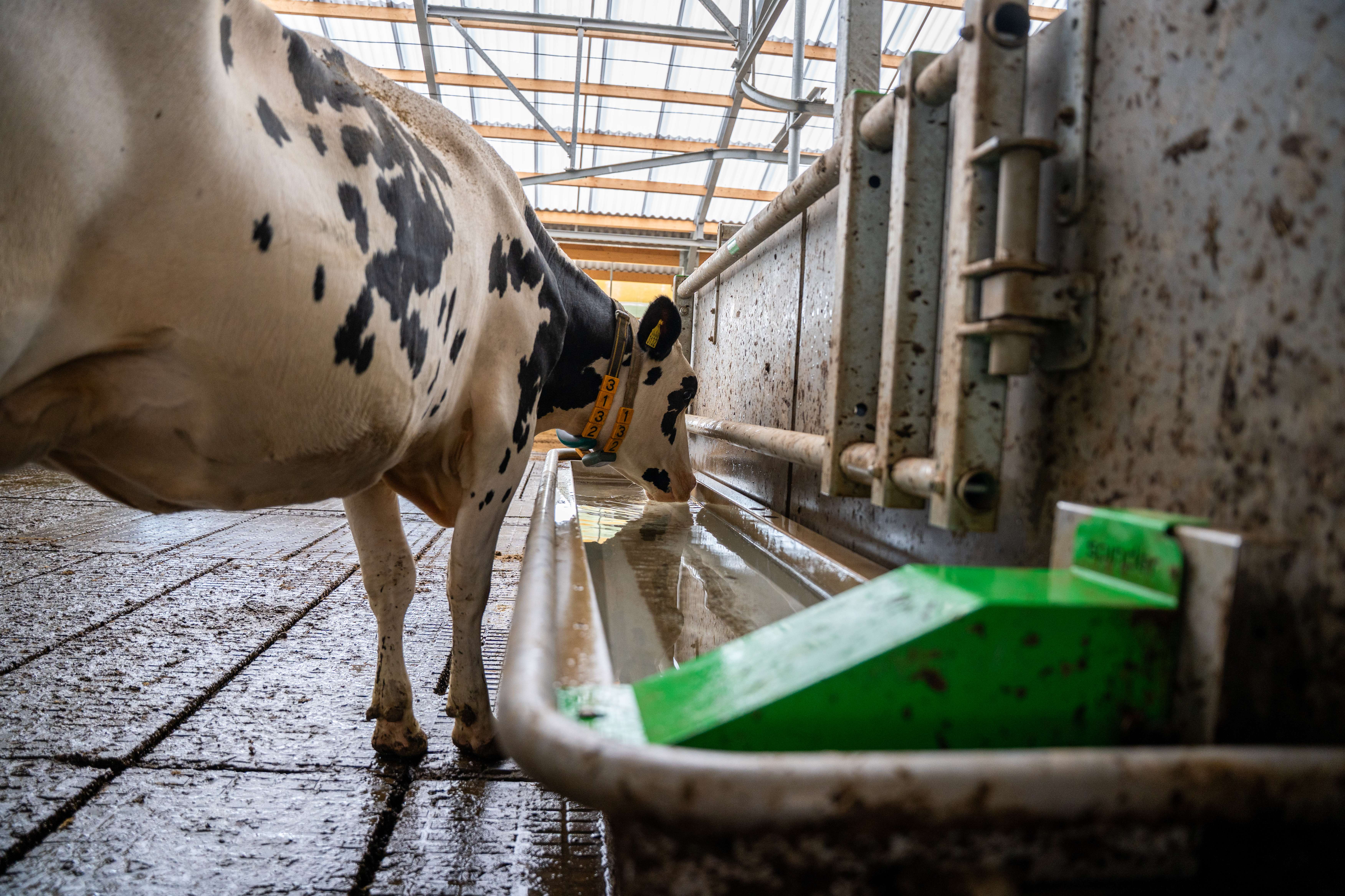 Lower drinking troughs