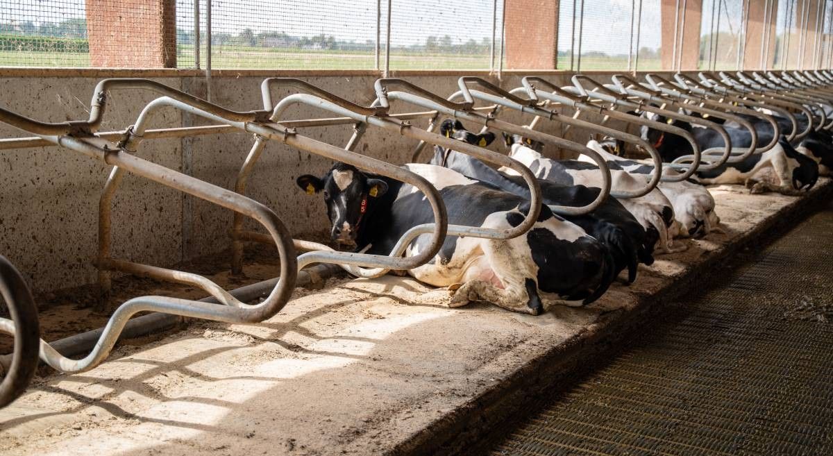 Dual waterbeds & Profit cubicles