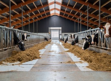 Dairy Farm Buiten Schalkwijk