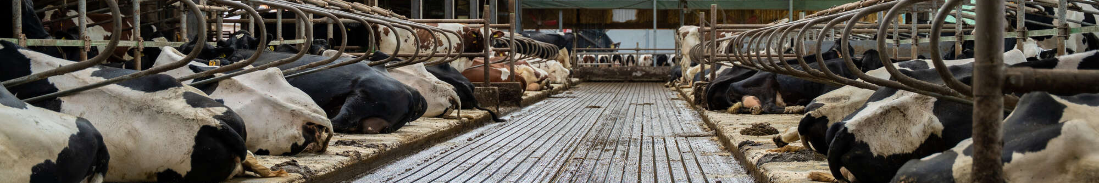 Dairy farm Dinkelman
