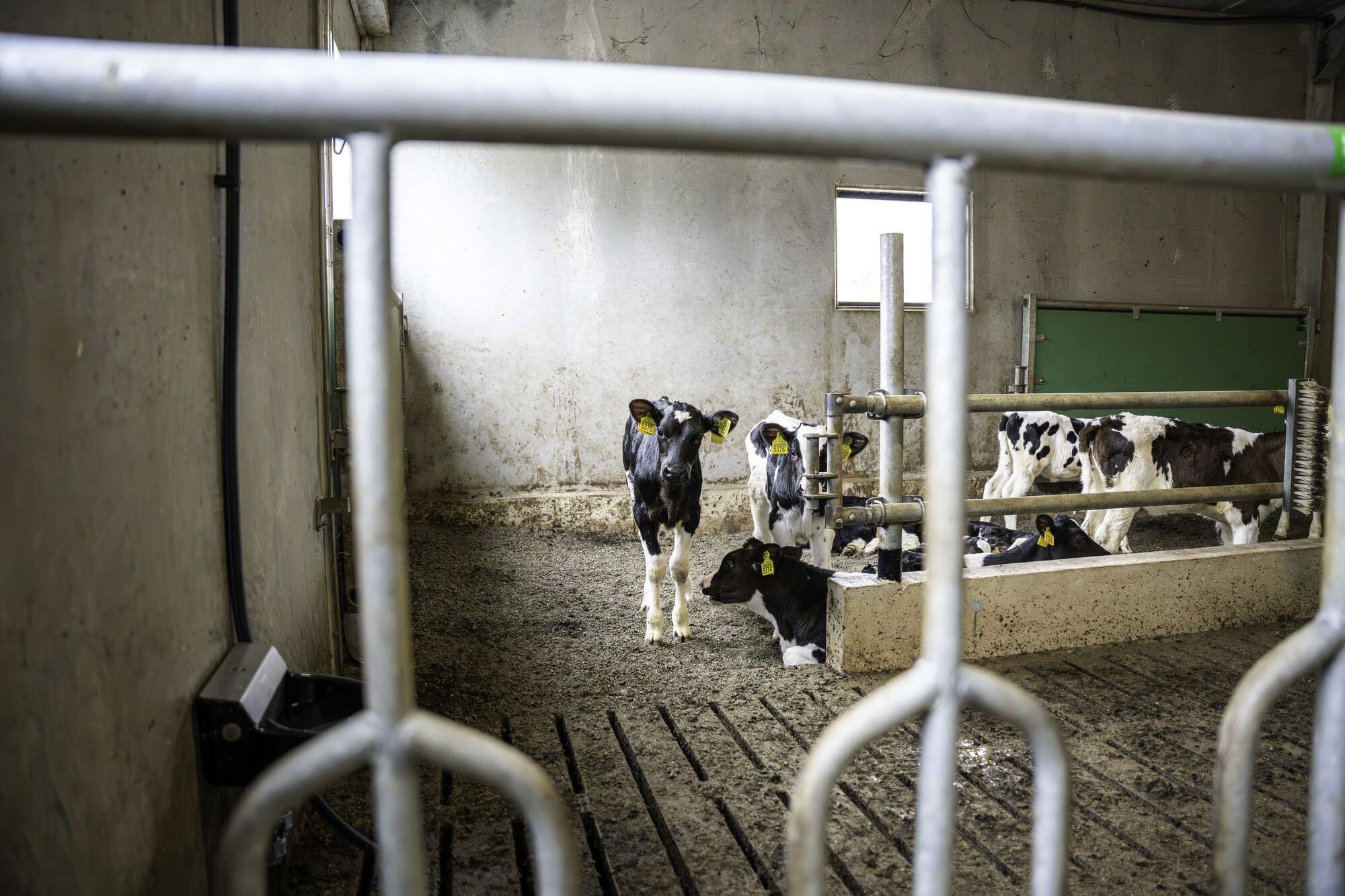 Groepshokken Vroege
